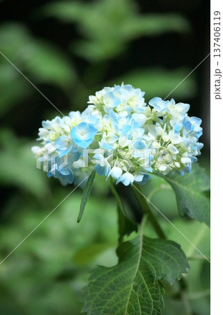 晴天の紫陽花‗260629‗0114 137406119