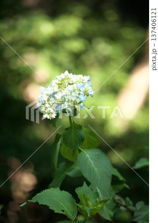 晴天の紫陽花‗260629‗0113 137406121