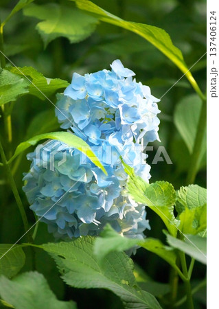 晴天の紫陽花‗260629‗0112 137406124