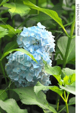 晴天の紫陽花‗260629‗0111 137406126