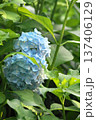 晴天の紫陽花‗260629‗0109 137406129