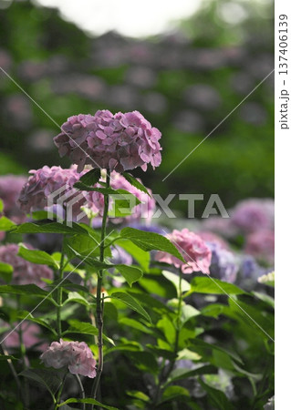 晴天の紫陽花‗260629‗0103 137406139