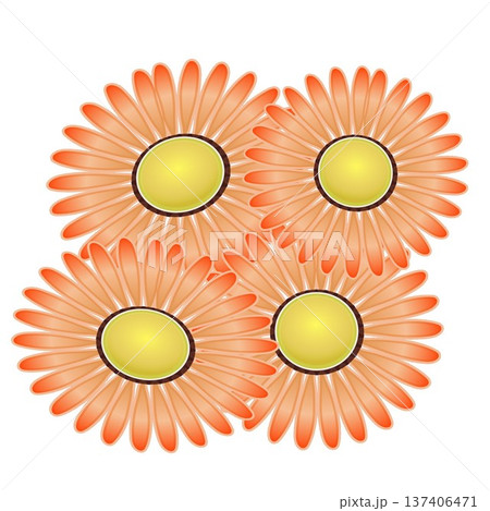デージーの花イラスト デージーの花イラスト 137406471