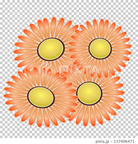 デージーの花イラスト デージーの花イラスト 137406471
