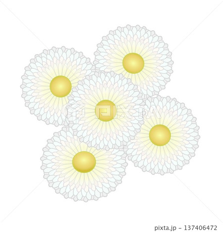 デージーの花イラスト デージーの花イラスト 137406472
