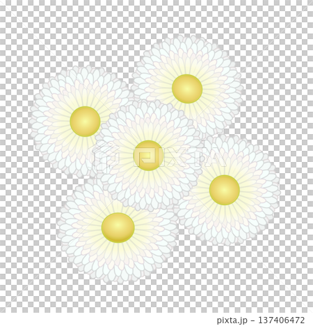 デージーの花イラスト デージーの花イラスト 137406472