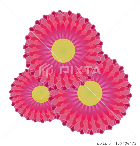デージーの花イラスト デージーの花イラスト 137406473