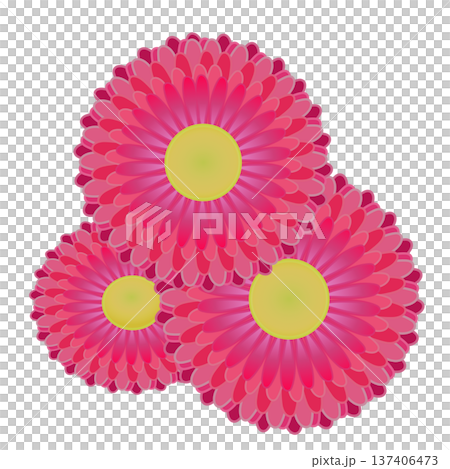 デージーの花イラスト デージーの花イラスト 137406473