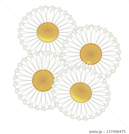 デージーの花イラスト デージーの花イラスト 137406475