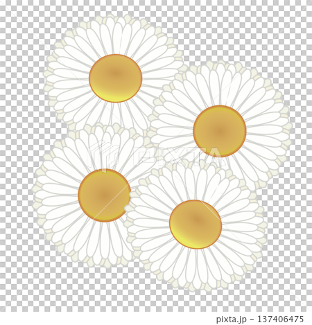 デージーの花イラスト デージーの花イラスト 137406475