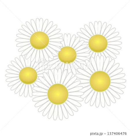 デージーの花イラスト デージーの花イラスト 137406476