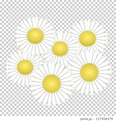 デージーの花イラスト デージーの花イラスト 137406476