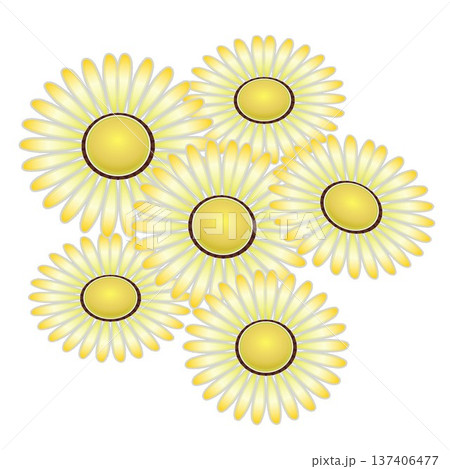 デージーの花イラスト デージーの花イラスト 137406477