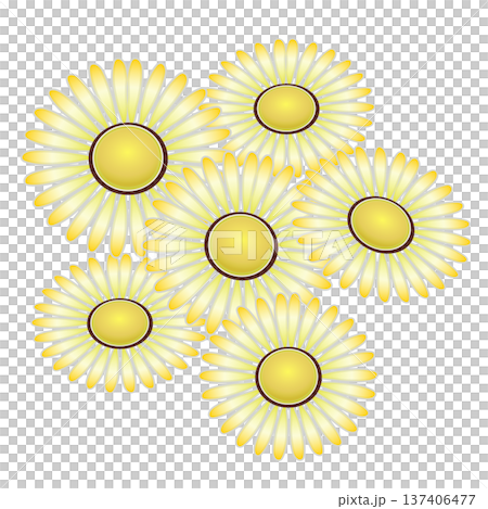 デージーの花イラスト デージーの花イラスト 137406477