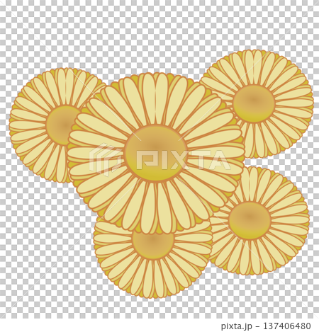 デージーの花イラスト デージーの花イラスト 137406480