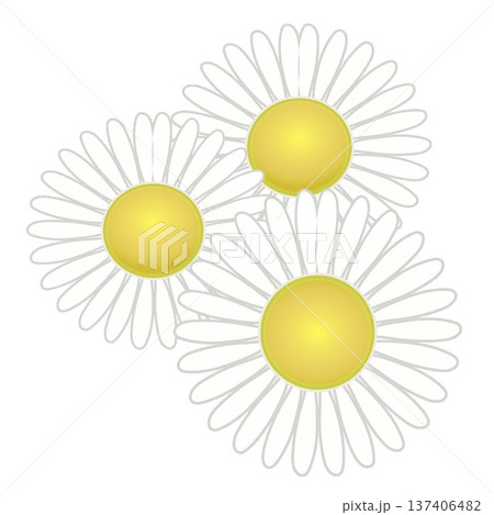 デージーの花イラスト デージーの花イラスト 137406482