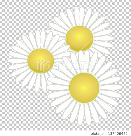 デージーの花イラスト デージーの花イラスト 137406482