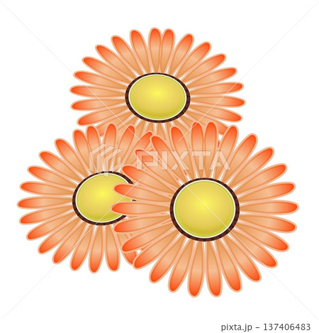 デージーの花イラスト デージーの花イラスト 137406483
