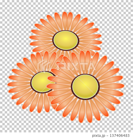 デージーの花イラスト デージーの花イラスト 137406483