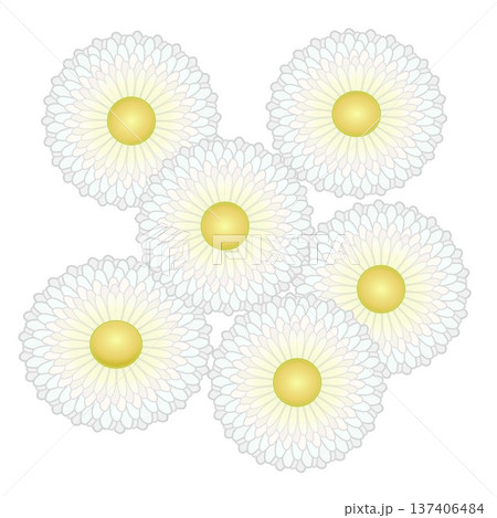 デージーの花イラスト デージーの花イラスト 137406484