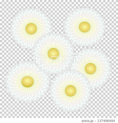 デージーの花イラスト デージーの花イラスト 137406484