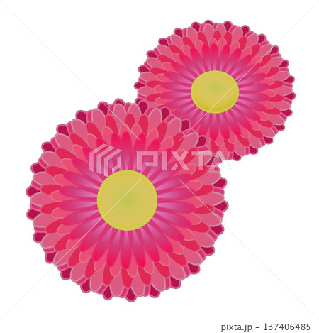 デージーの花イラスト デージーの花イラスト 137406485