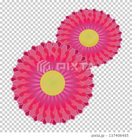 デージーの花イラスト デージーの花イラスト 137406485