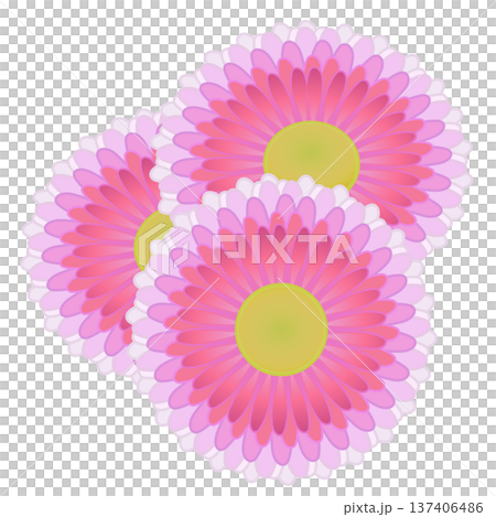 デージーの花イラスト デージーの花イラスト 137406486