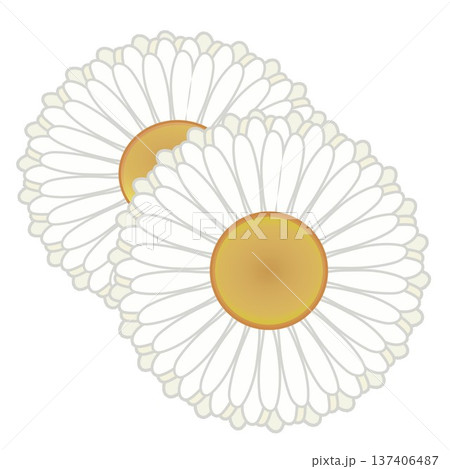 デージーの花イラスト 137406487