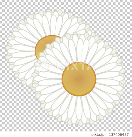 デージーの花イラスト 137406487