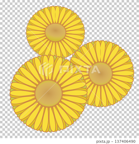 デージーの花イラスト デージーの花イラスト 137406490