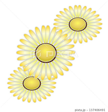 デージーの花イラスト デージーの花イラスト 137406491