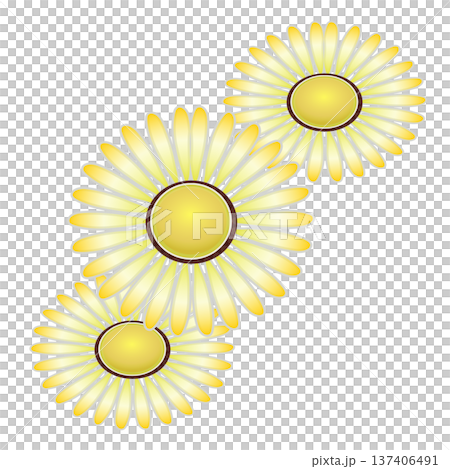 デージーの花イラスト デージーの花イラスト 137406491