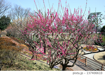 春の訪れを告げる梅の花 東京都大田区 多摩川台公園 春の訪れを告げる梅の花 東京都大田区 多摩川台公園 137406610