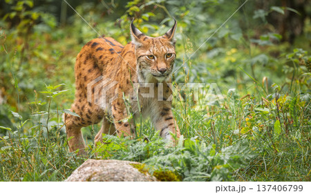 The Eurasian lynx (Lynx lynx) in the forest. 137406799