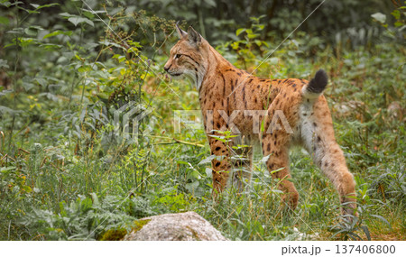 The Eurasian lynx (Lynx lynx) in the forest. The Eurasian lynx (Lynx lynx) in the forest. 137406800