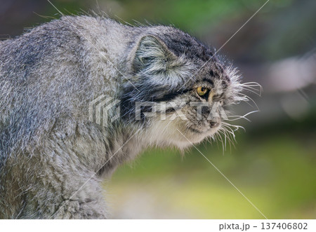 Pallas's cat (Otocolobus manul), also known as the manul, is a small wild cat with long and dense light grey fur, and rounded ears set low on the sides of the head. 137406802