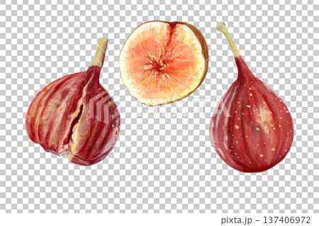 Fig set with whole ripe fruits, sliced fig showing pulp and seeds. Hand-painted watercolor food illustration elements isolated on white background, ingredient clip art for packaging, recipes, menus Fig set with whole ripe fruits, sliced fig showing pulp and seeds. Hand-painted watercolor food illustration elements isolated on white background, ingredient clip art for packaging, recipes, menus 137406972