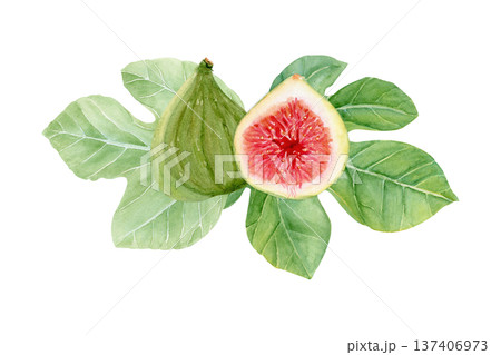 Whole green fig, sliced half with red pulp, seeds and fig leaves. Hand-painted watercolor botanical illustration isolated on white, natural ingredient clip art for food packaging and labels. Fresh 137406973