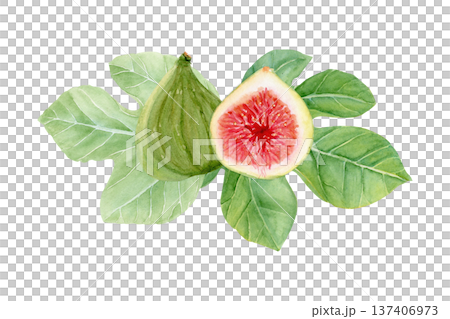 Whole green fig, sliced half with red pulp, seeds and fig leaves. Hand-painted watercolor botanical illustration isolated on white, natural ingredient clip art for food packaging and labels. Fresh 137406973