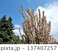 Beautiful Flowers Of Apple Tree In The Garden 137407257