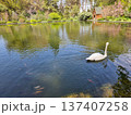 Beautiful View Of A White Swan Swimming In The Pond 137407258