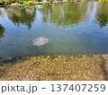 Beautiful View Of The Pond 137407259