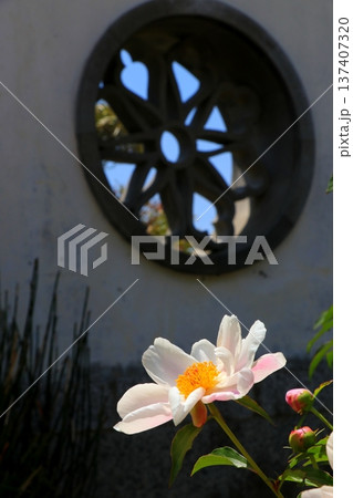 牡丹の花 牡丹の花 137407320