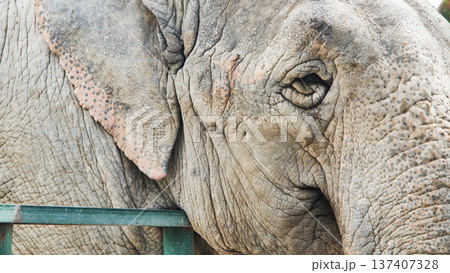 Portrait of an elephant showing wrinkles and eye detail Portrait of an elephant showing wrinkles and eye detail 137407328