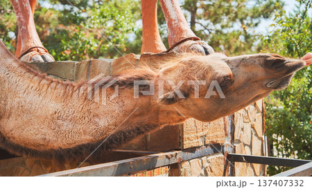Camel stretching its neck to eat from visitor's hand at the zoo Camel stretching its neck to eat from visitor's hand at the zoo 137407332