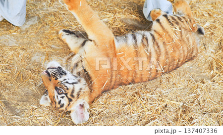 Playful tiger cub lying on straw raising paw in zoo 137407336
