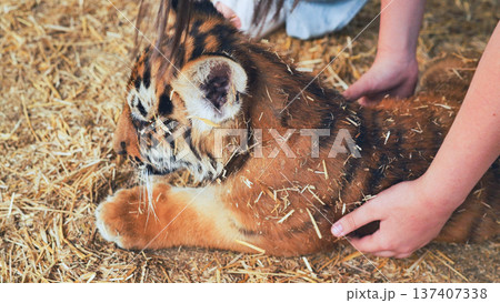 Zookeeper petting a beautiful tiger cub lying on straw 137407338