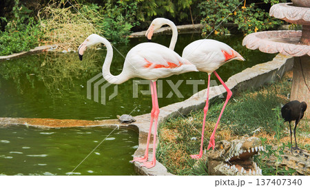 Two flamingos are standing near green water in a zoo, with a turtle on a rock and a crocodile statue nearby Two flamingos are standing near green water in a zoo, with a turtle on a rock and a crocodile statue nearby 137407340
