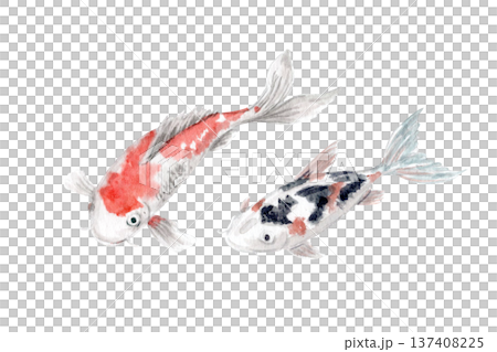 Hand painted watercolor koi fish isolated on white background. Elegant oriental carps with soft red and black markings, minimal Asian aesthetic illustration perfect for zen branding, spa design 137408225